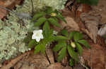 Wood anemone